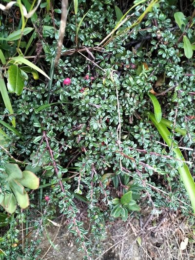 Cotoneaster microphyllus, photographed by naturewatchwidow
