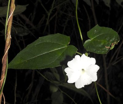 Thunbergia fragrans, photographed by Hopeland