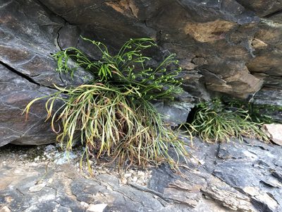 Asplenium septentrionale, photographed by Pavel Kacl