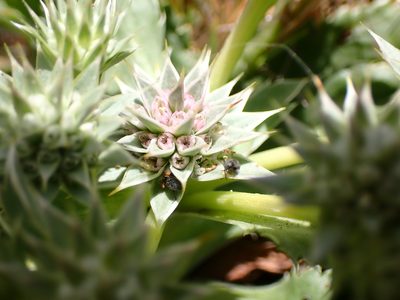 Eryngium armatum