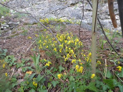 Genista pilosa, photographed by Michael Andresek