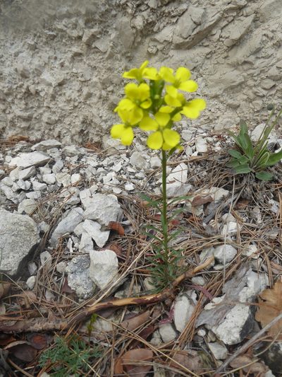 Erysimum sylvestre, photographed by Michael Andresek