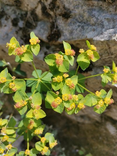 Euphorbia fragifera, photographed by Ljaž