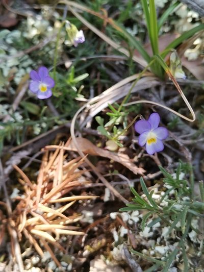 Viola hymettia, photographed by Ljaž