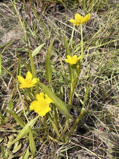 Ranunculus alismifolius, photographed by Aiva Noringseth