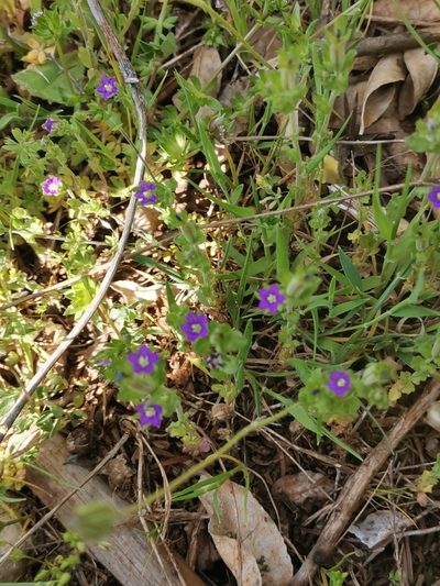 Legousia hybrida, photographed by Ljaž