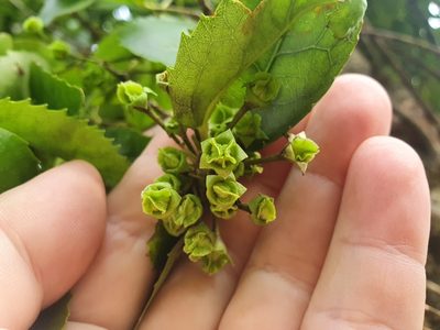 Hoheria populnea, photographed by Jaco Grundling