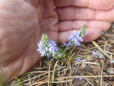 Veronica prostrata, photographed by Michael Andresek