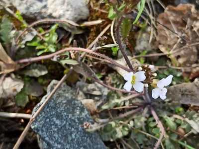 Arabidopsis arenosa, photographed by Игорь Васильев