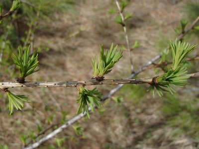 Larix occidentalis, photographed by Tom Wainwright