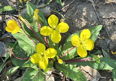 Taraxia ovata, photographed by Chuck Wilson