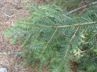 Abies grandis, photographed by Tom Wainwright