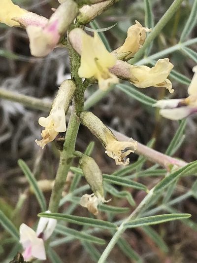 Astragalus sclerocarpus, photographed by Cindy Bell