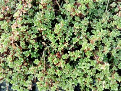 Crassula moschata