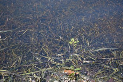 Vallisneria americana, photographed by Neli Kanonerova