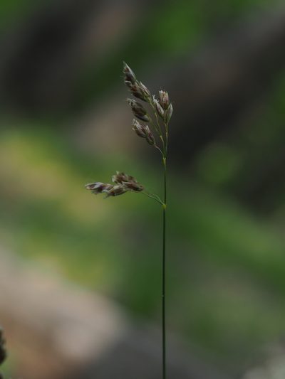 Anthoxanthum australe, photographed by carnifex