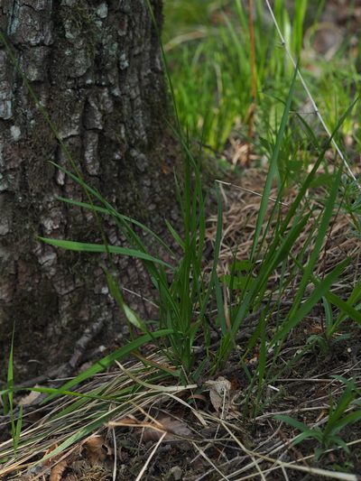 Anthoxanthum australe, photographed by carnifex