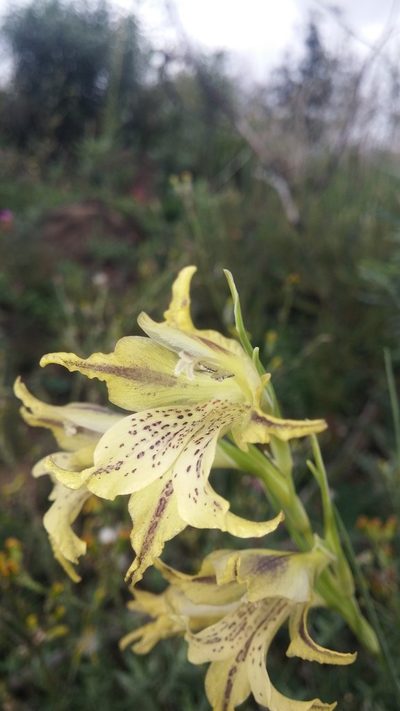 Gladiolus recurvus, photographed by Jacques van der Merwe