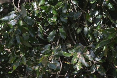 Quercus ilex, photographed by Matthew Vosper