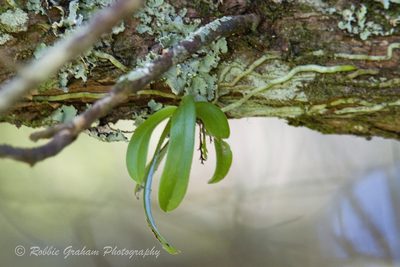 Drymoanthus adversus, photographed by Robbie Graham