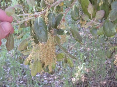 Quercus agrifolia, photographed by Tom and T Herman