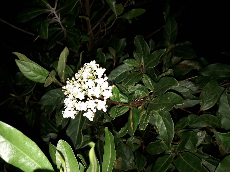 Viburnum tinus, photographed by naturewatchwidow