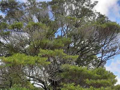 Elaeocarpus dentatus, photographed by Emily Roberts