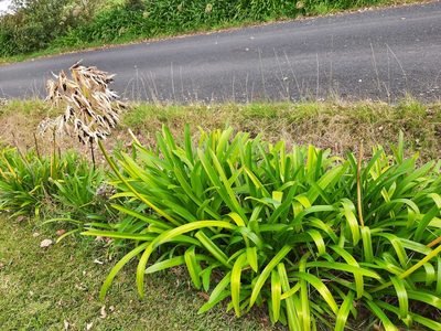 Agapanthus praecox, photographed by Emily Roberts