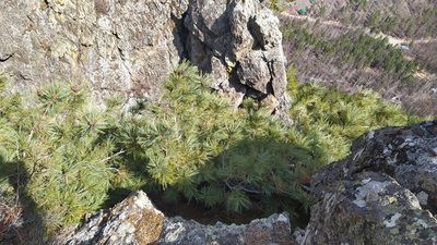 Pinus pumila, photographed by Ochirnima Nimaev