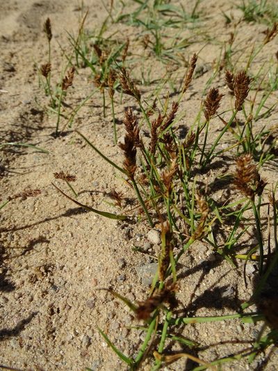 Blysmus compressus, photographed by Grzegorz Grzejszczak