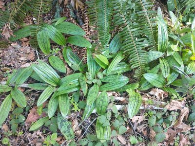Scoliopus bigelovii, photographed by Drew Meyer