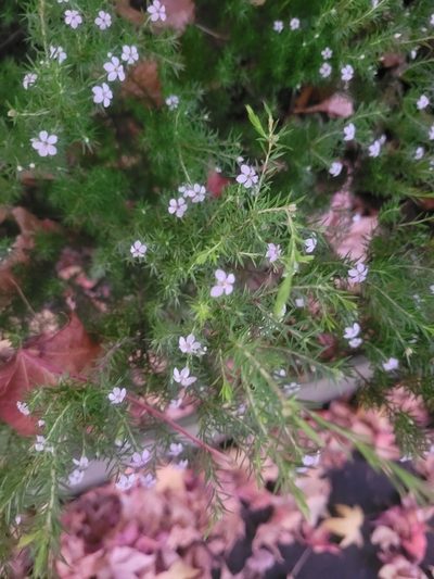 Coleonema pulchellum, photographed by Julia Palmer