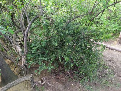 Buxus sempervirens, photographed by carnifex