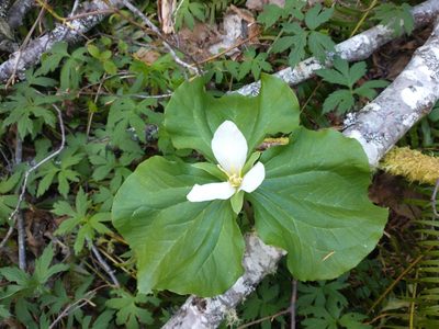 Trillium albidum, photographed by Drew Meyer