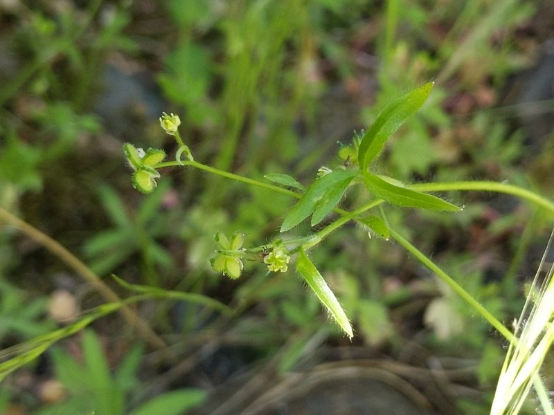 Ranunculus hebecarpus, photographed by Ken-ichi Ueda