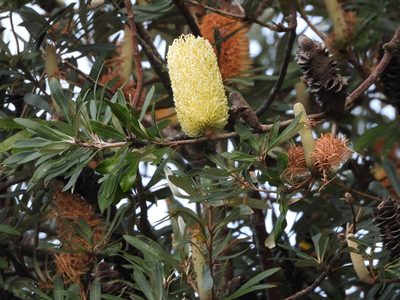 Banksia integrifolia, photographed by Emily Roberts