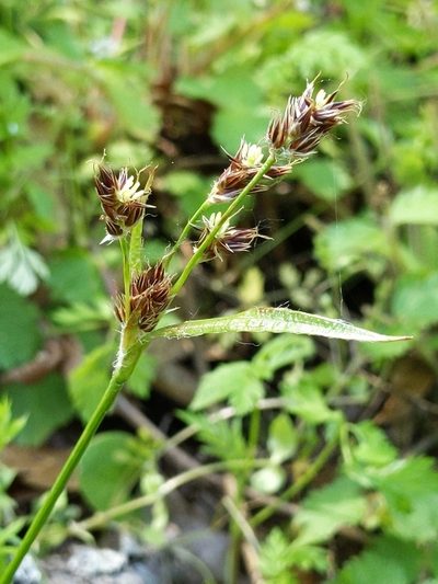 Luzula macrantha, photographed by Ken-ichi Ueda