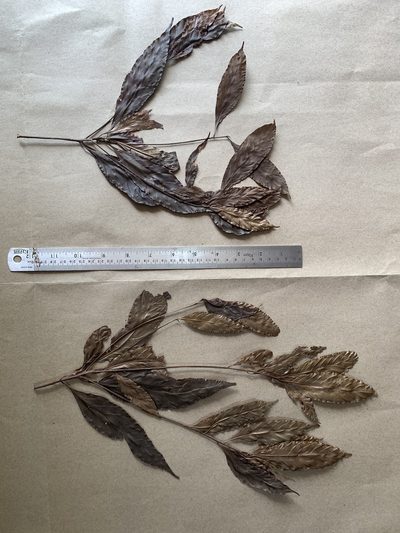 Hopea utilis, photographed by Divya Mudappa