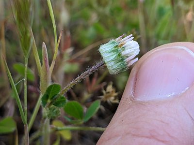 Trifolium microdon, photographed by Ken-ichi Ueda