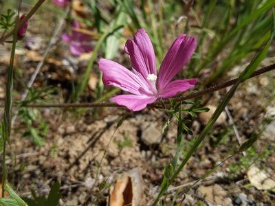 Sidalcea malviflora, photographed by Ken-ichi Ueda