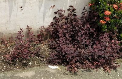 Alternanthera brasiliana