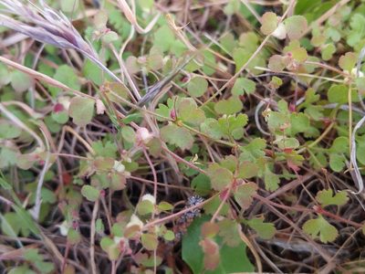 Pterostegia drymarioides, photographed by Ken-ichi Ueda