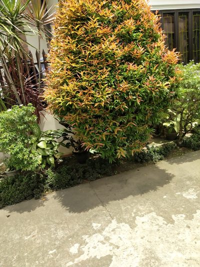 Syzygium myrtifolium, photographed by Greg III Espera