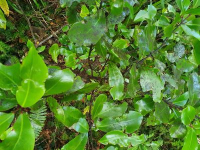 Pseudowintera axillaris, photographed by Kate McAlpine