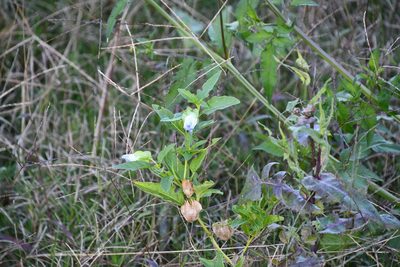 Nicandra physalodes, photographed by Thomas Mesaglio