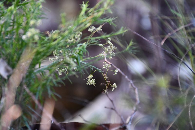 Platysace linearifolia, photographed by Thomas Mesaglio
