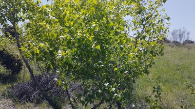 Populus nigra, photographed by scolym
