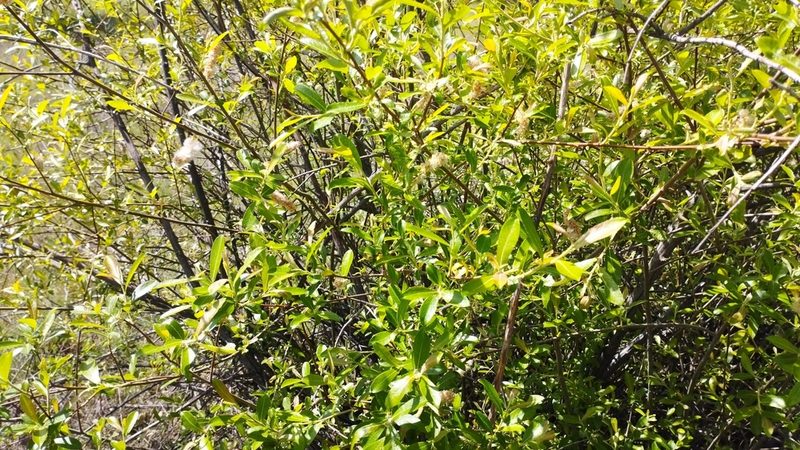 Salix salviifolia, photographed by scolym