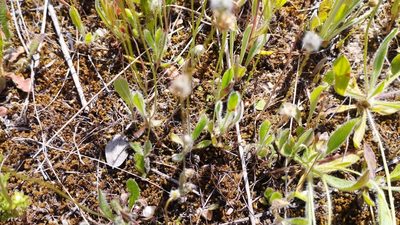 Plantago lagopus, photographed by scolym