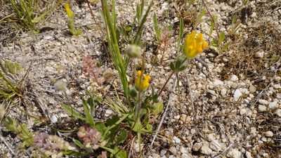 Anthyllis lotoides, photographed by scolym